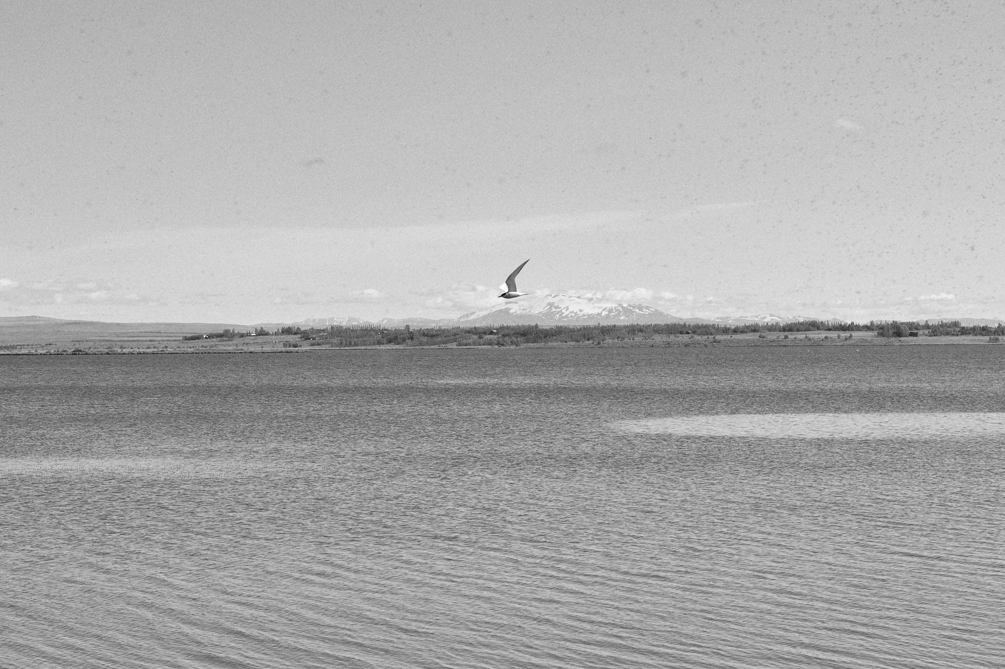 A gull is surrounded by a cloud of flies by Laugarvatn