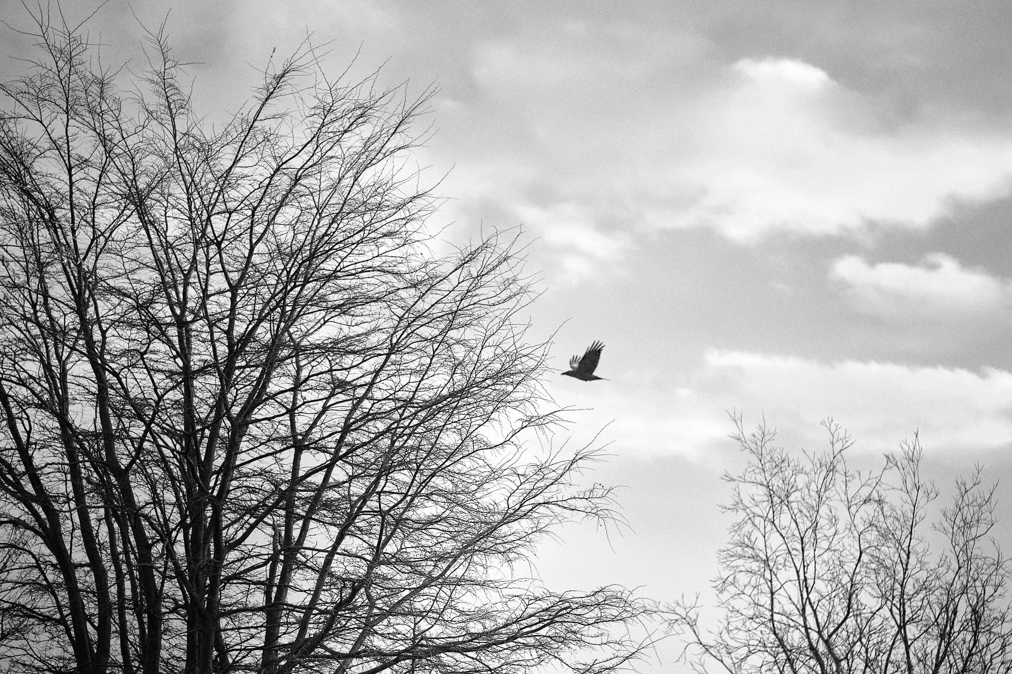 A raven flies behind some trees
