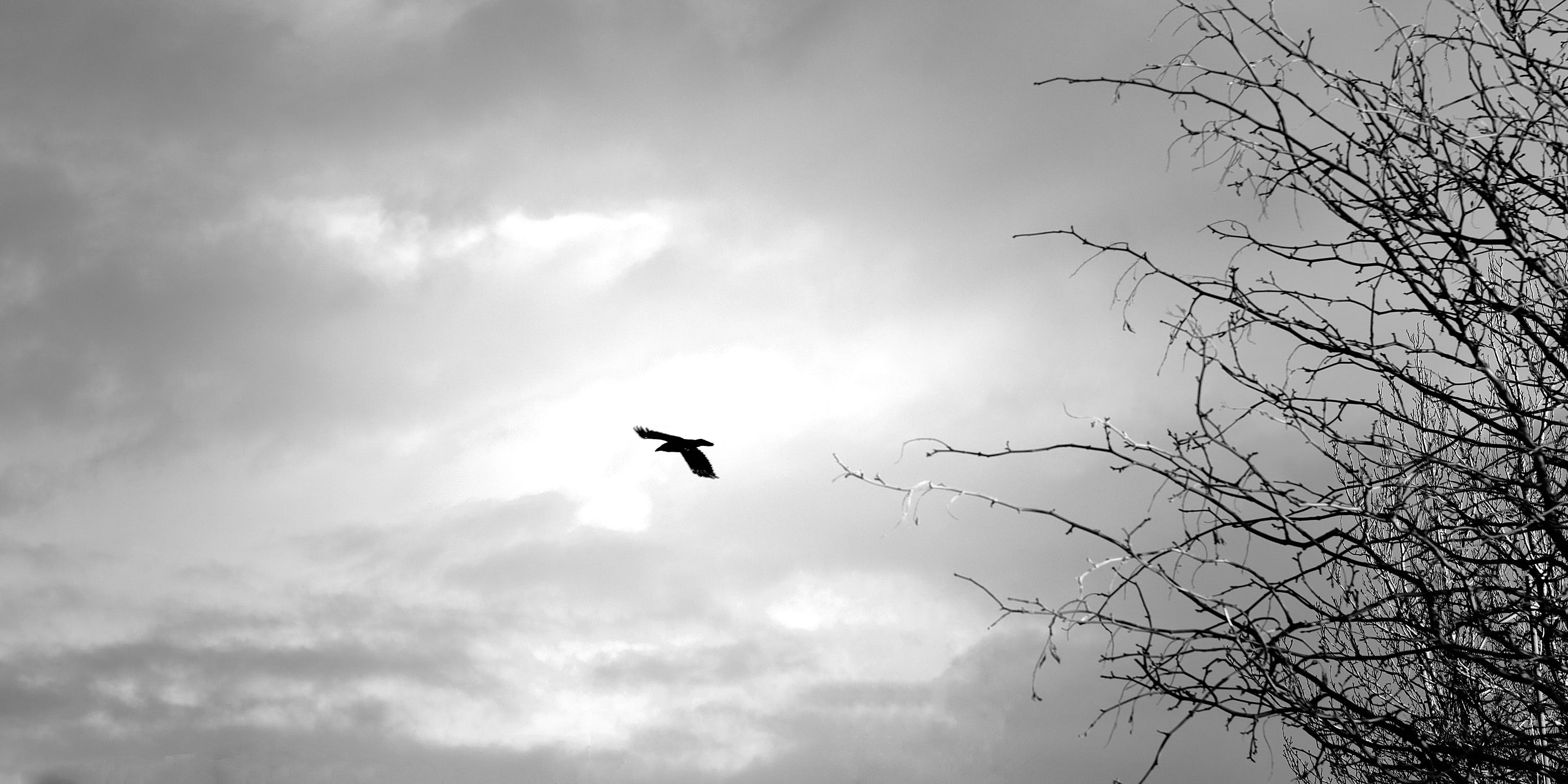 A raven flies past a tree