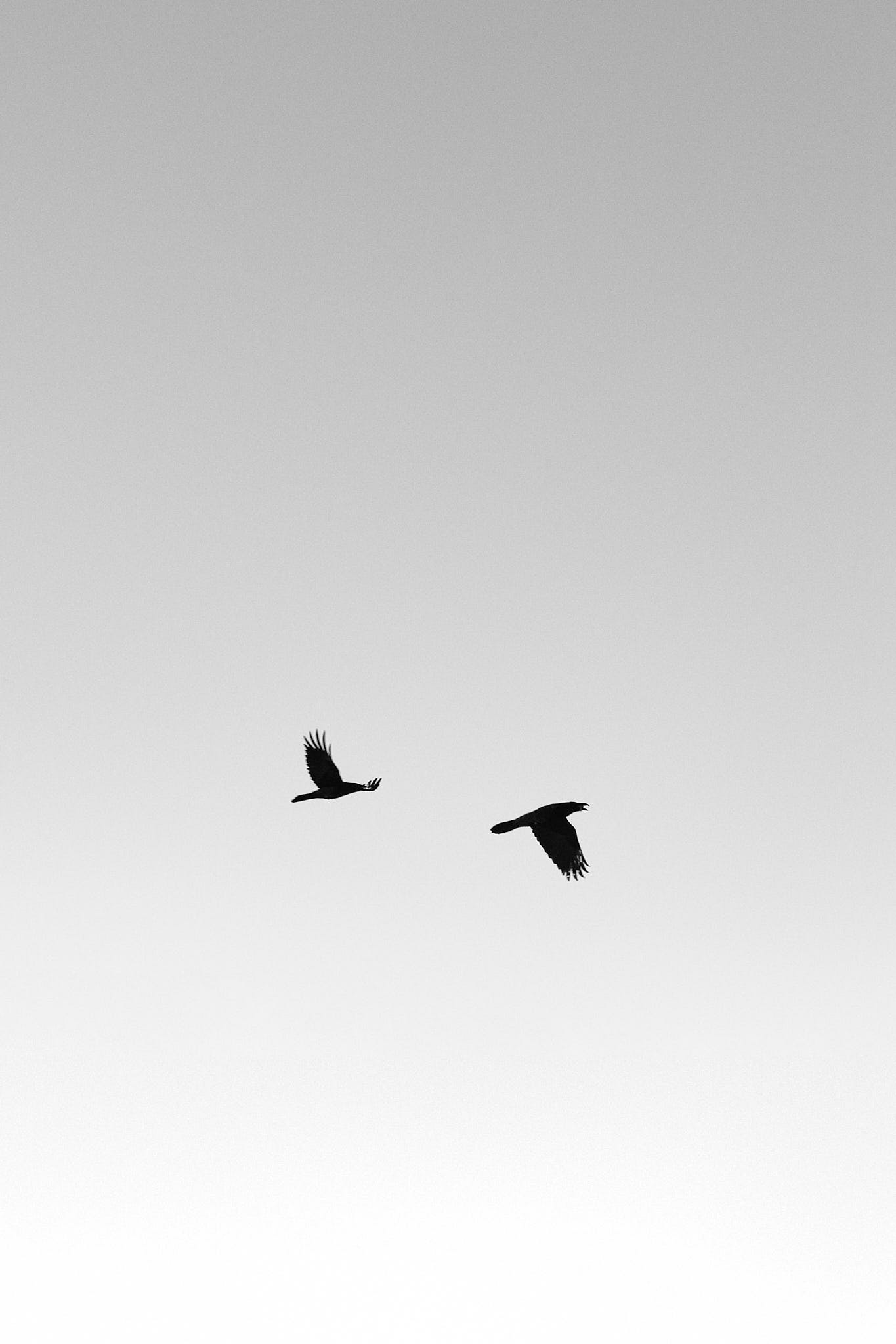 Two ravens fly against a grey sky