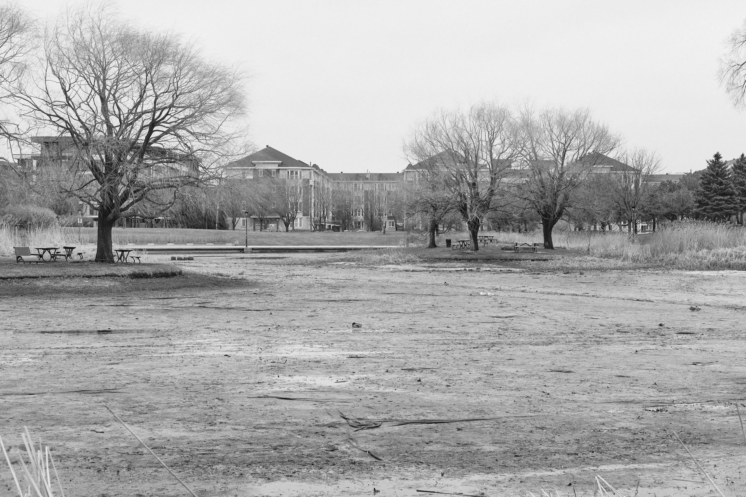 A duck lies alone in the middle of a dried up pond bed