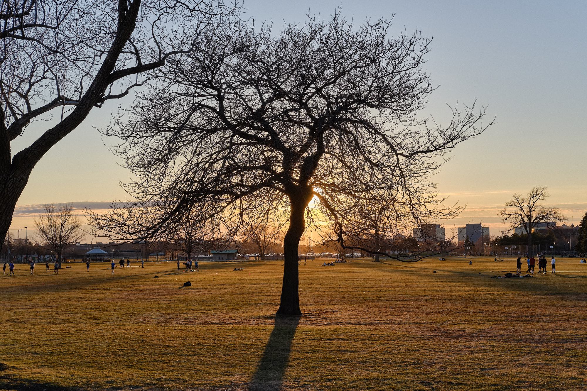 The sun sets behind a tree