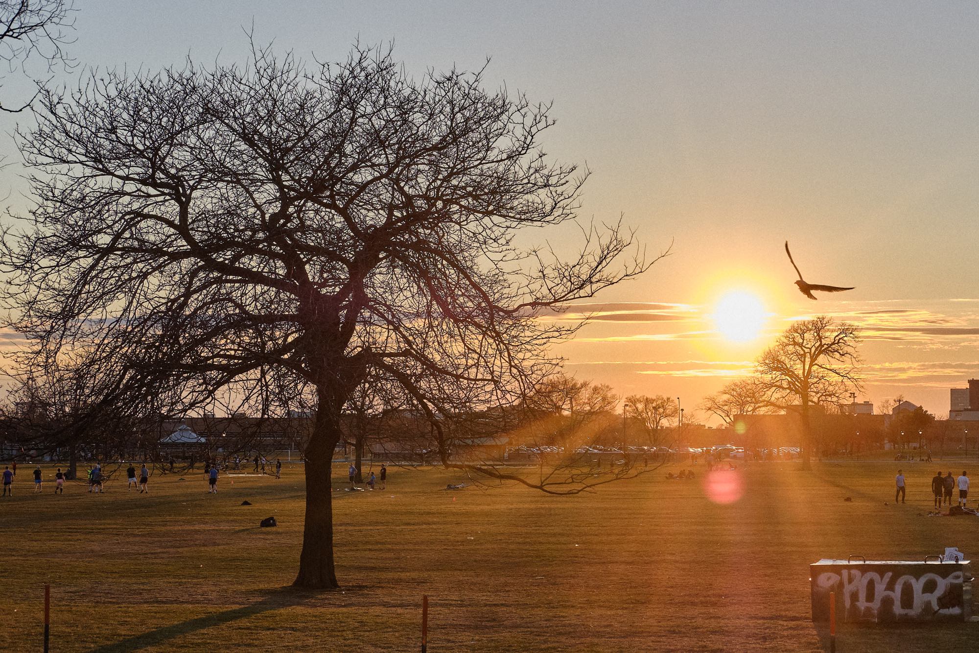 A seagull flies in front of a setting sun