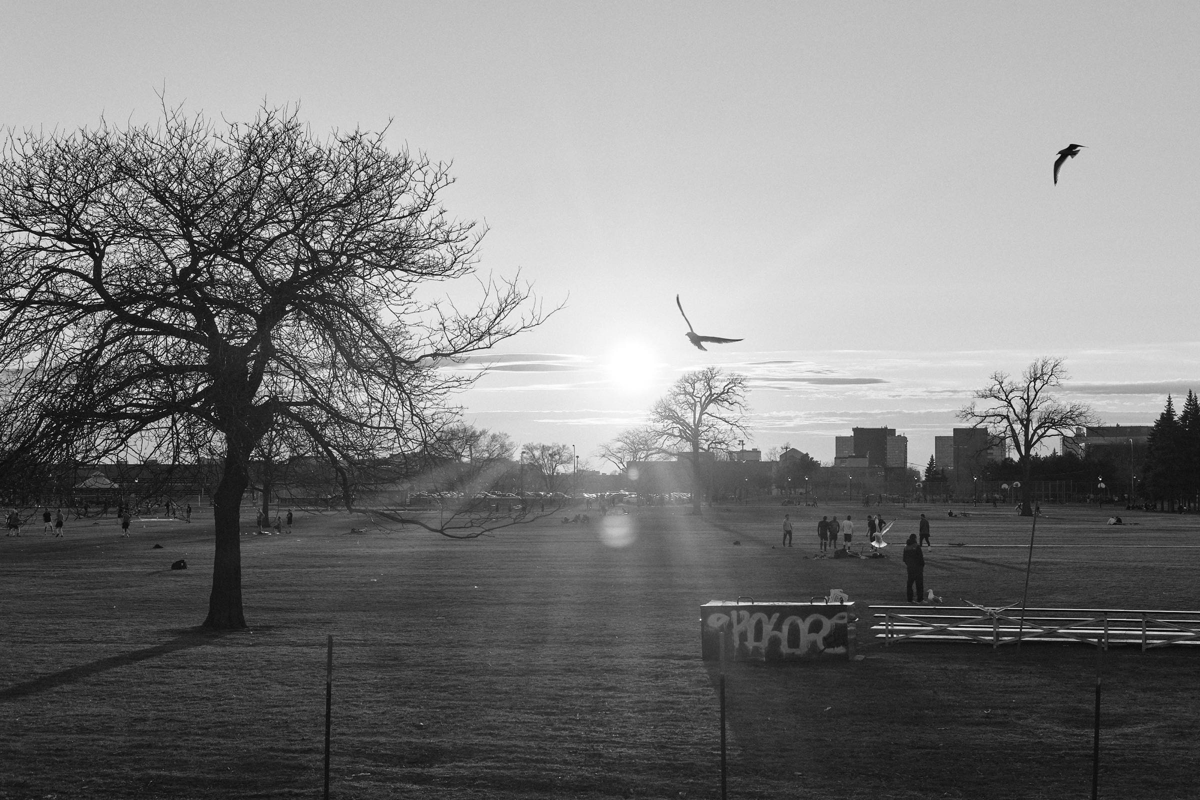 Gulls fly in the park