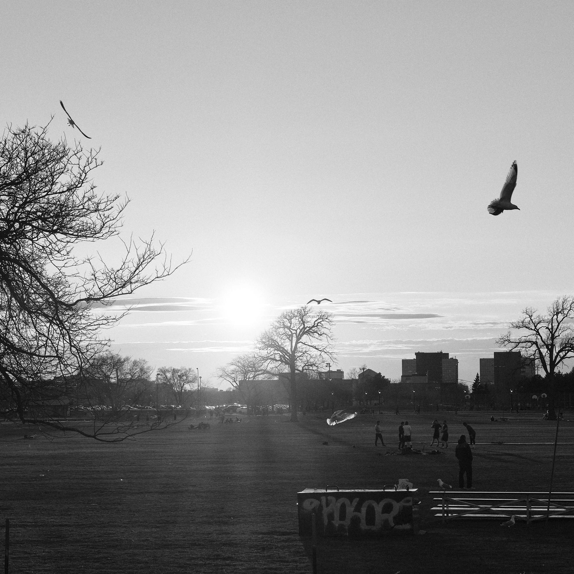 Gulls fly in the park 4