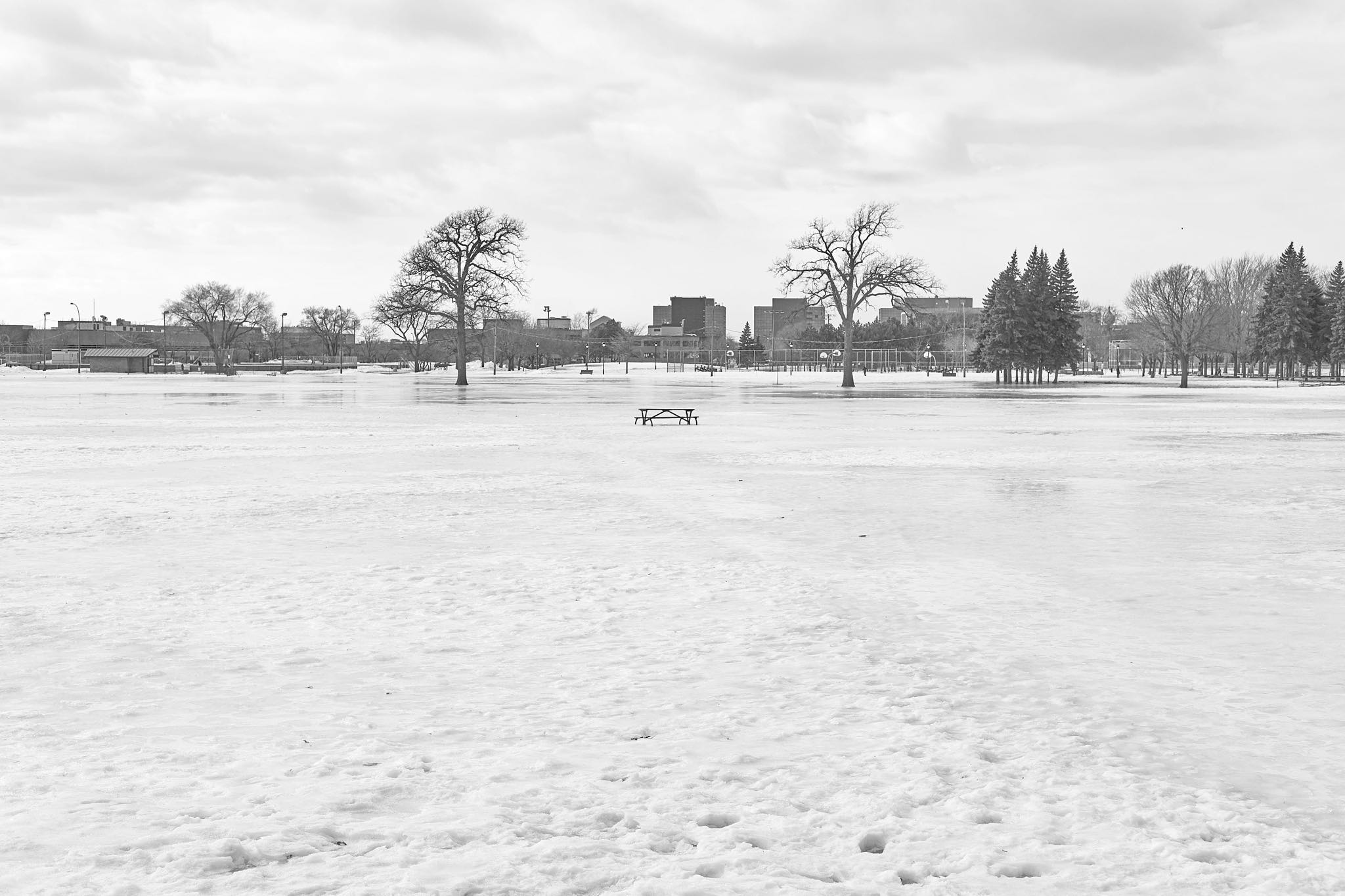 A bench lies in the distance between two trees on a layer of ice