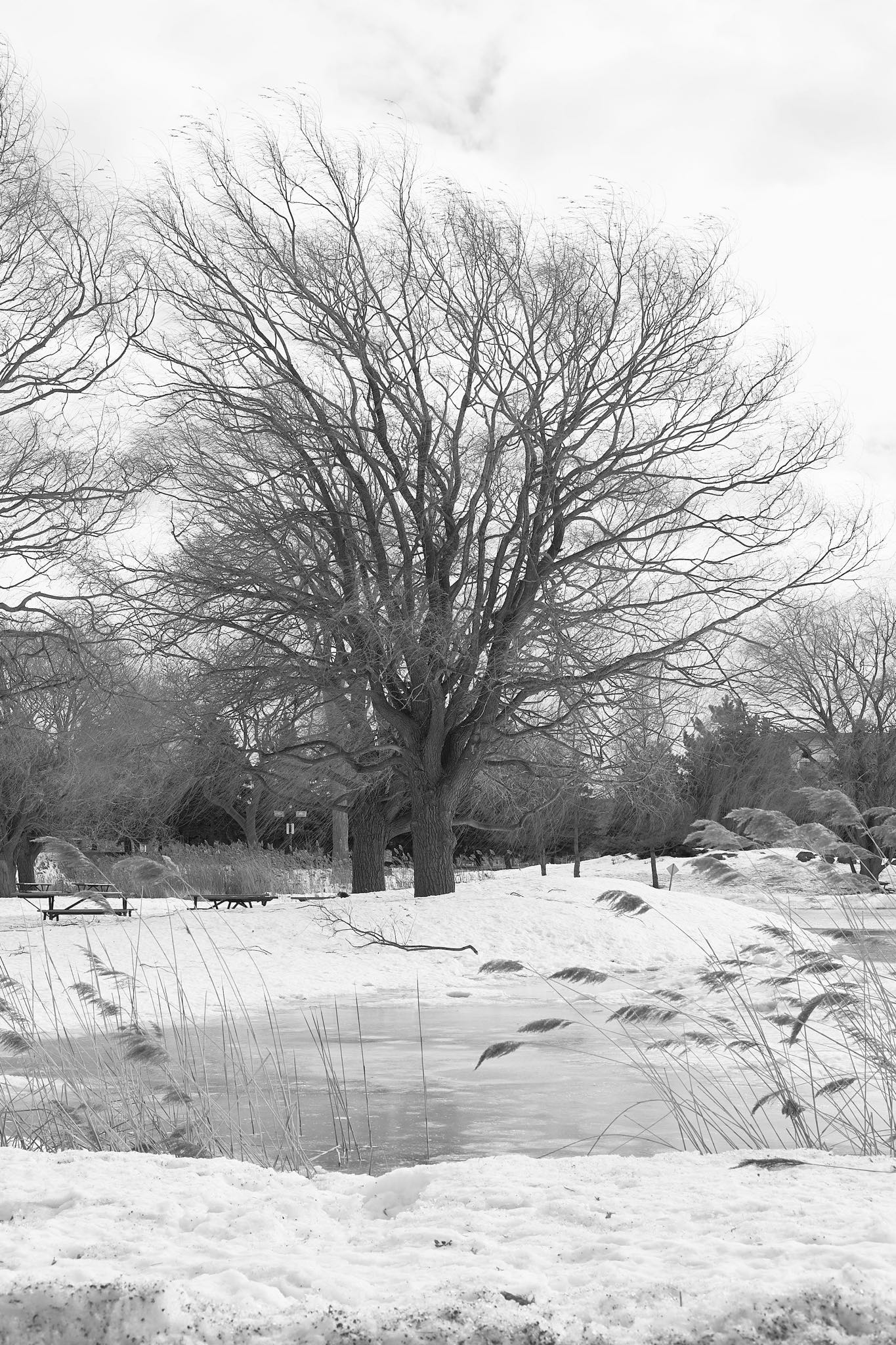 A dark, leafless tree surrounded by snow and ice