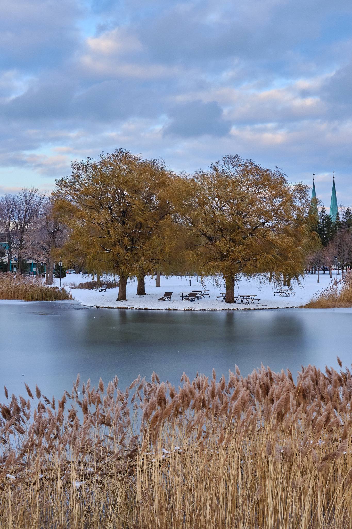 Snow-covered trees in Parc Jarry - colour