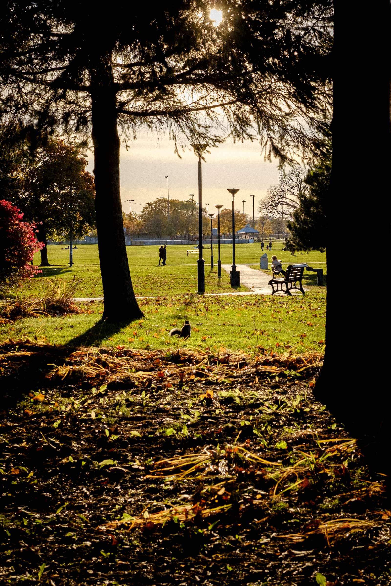 A squirrel in Parc Jarry stares off into the distance