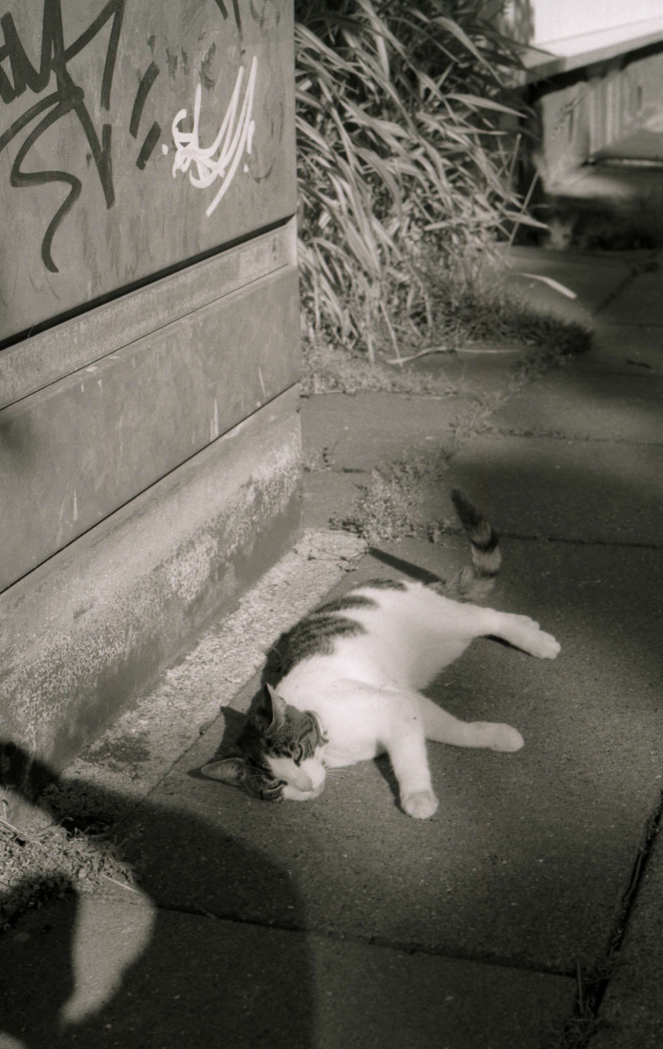 Cat lounging at the base of a power junction box, I think