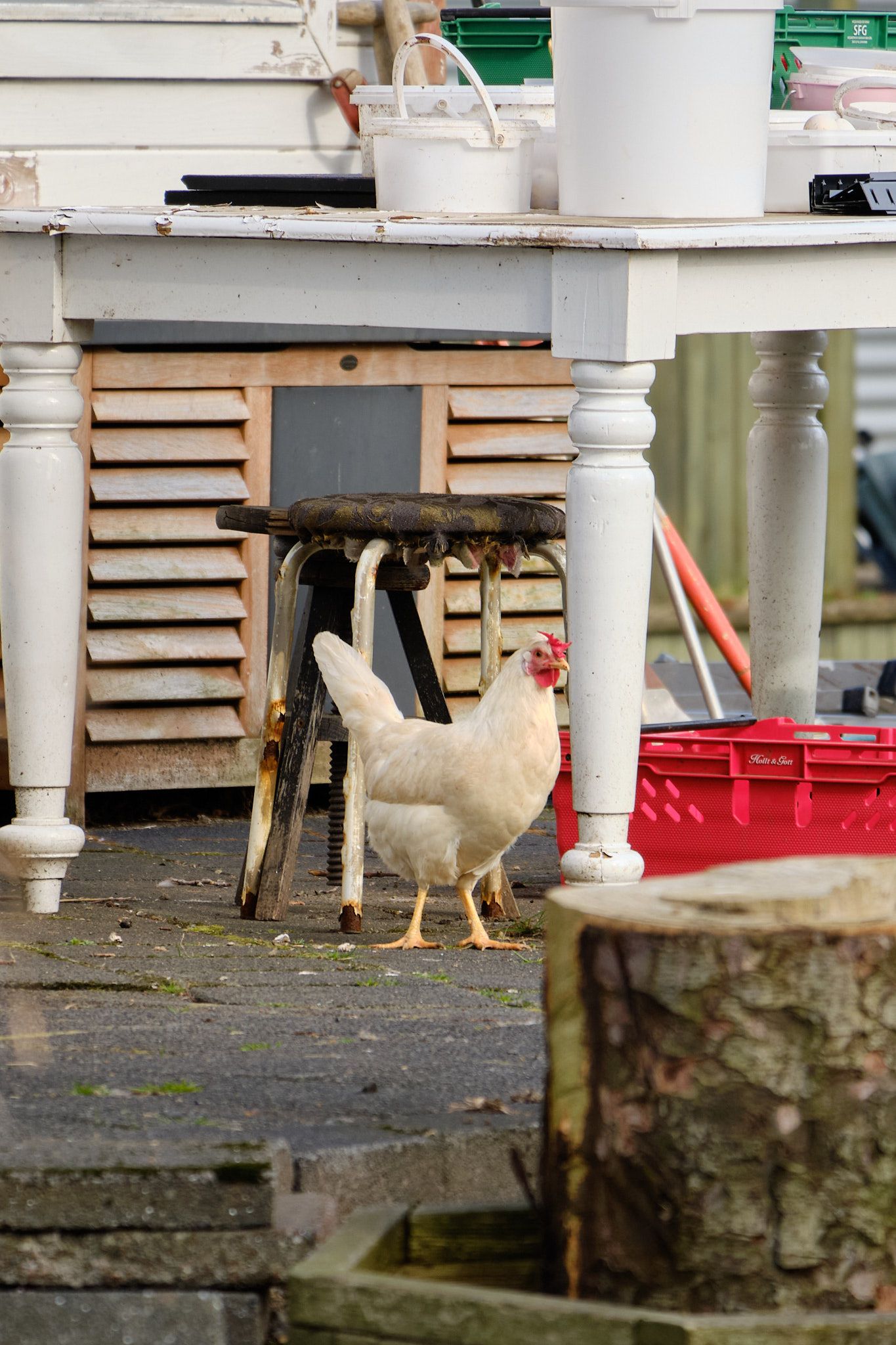 A white hen poses on a patio next to the legs of a worn table.
