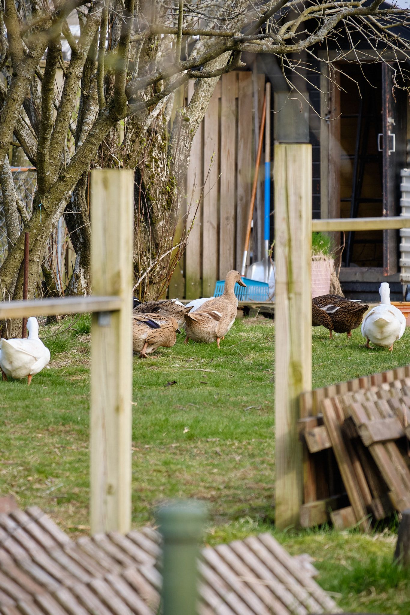 The same ducks marching past a pair of fence posts.