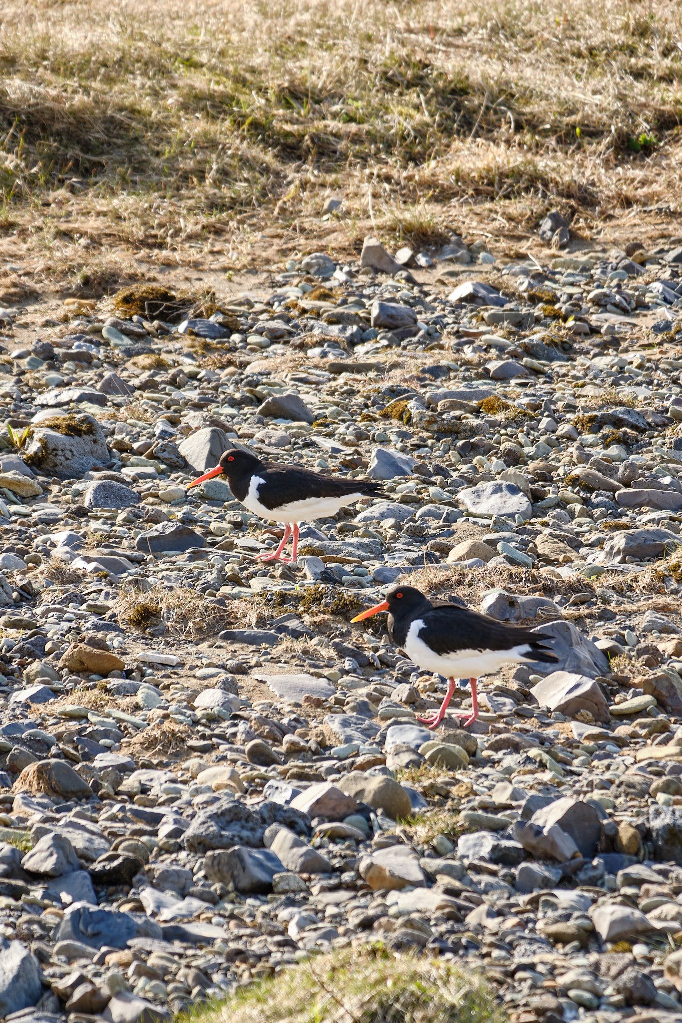 A pair of oystercatchers marching through the gravel and sands next to the Varmá river