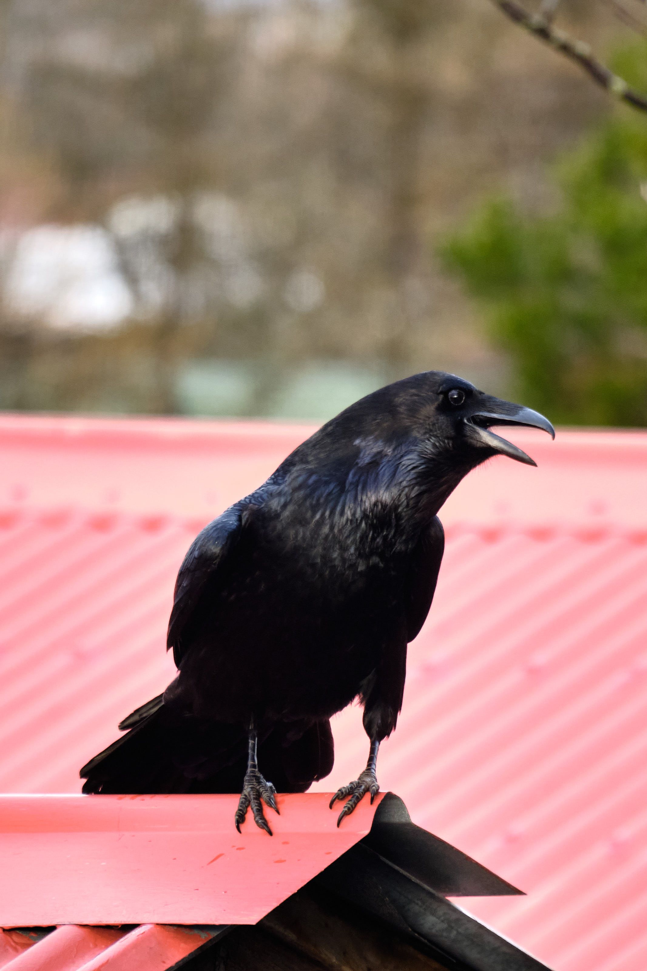 A raven perched on a red-roofed garage, quite clearly mid-croak.