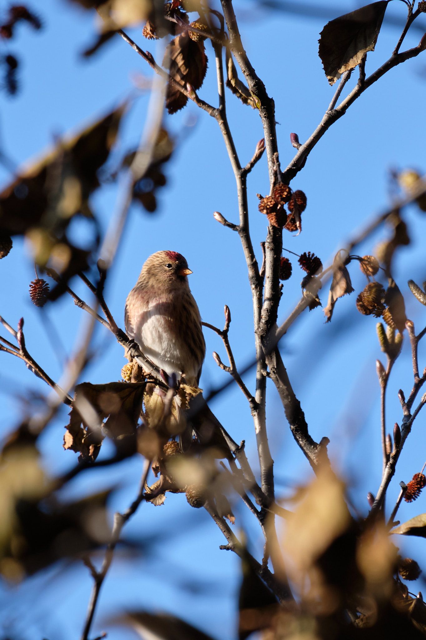 A redpoll on a tree branch looking up from the seeds it was eating