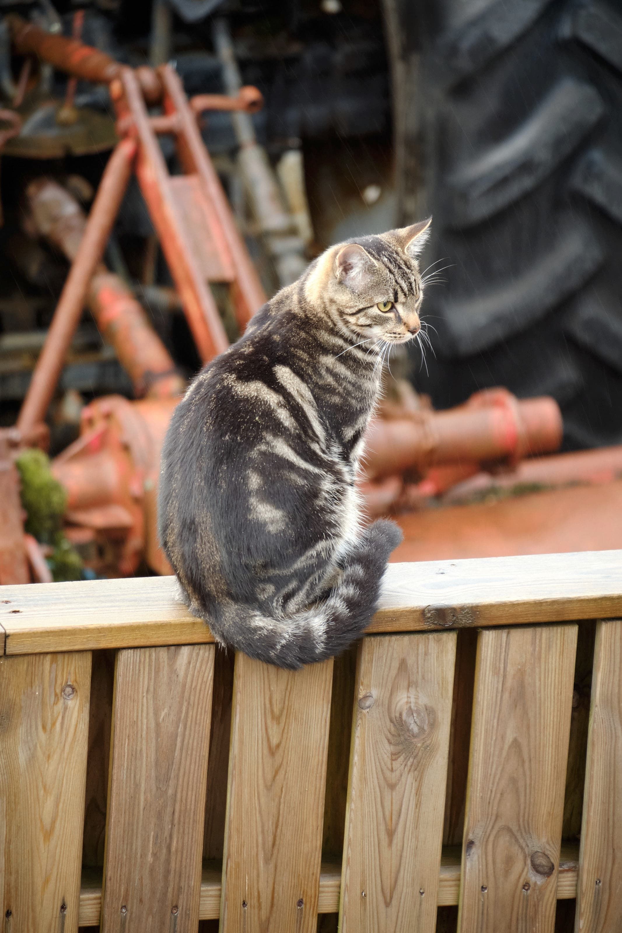 Full of courage, the new cat is sitting on the fence, my neighbour's old tractor is in the background