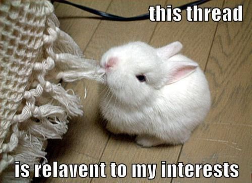 A baby bunny nibbling on a carpet thread. The words 'this thread is relevant to my interests' are overlaid.