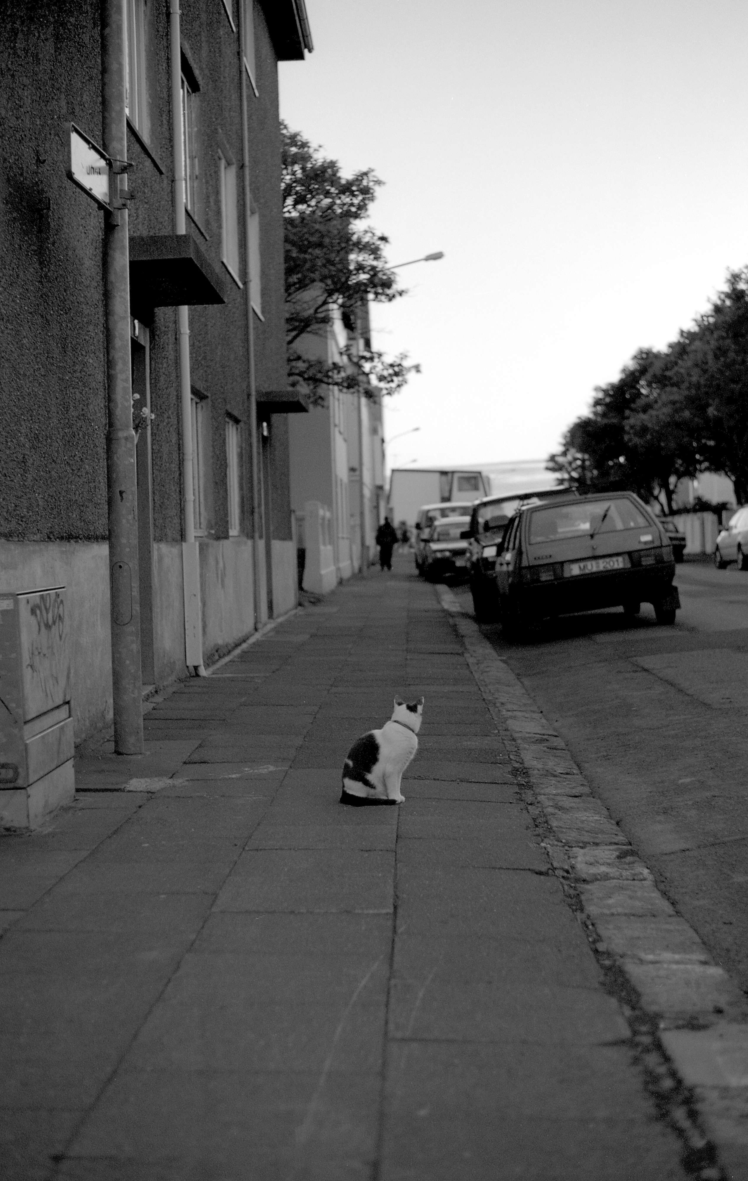 A black and white photo of a black and white cat that's staring down a street'