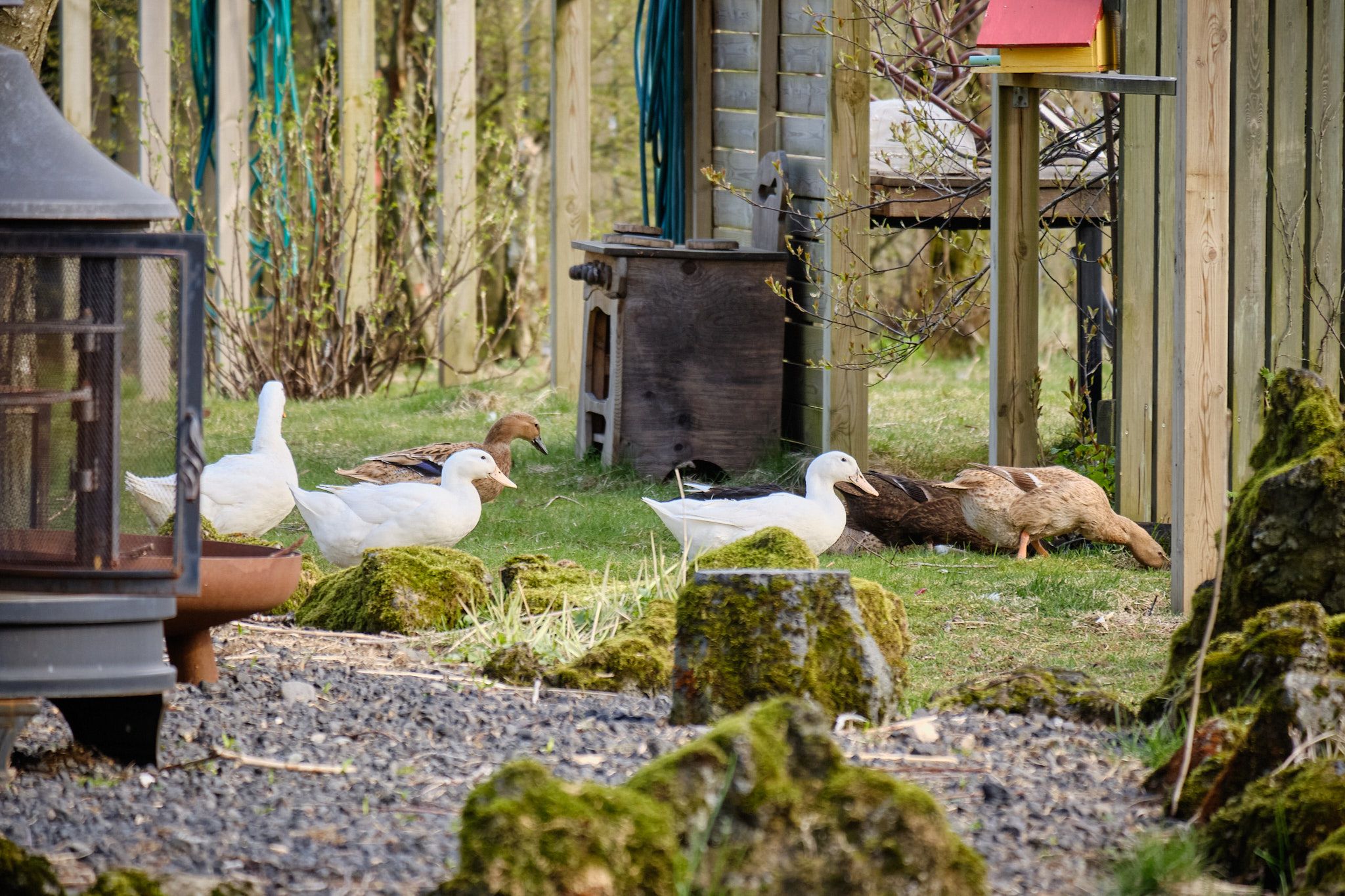 A bunch of ducks marching past what looks like an old, rusted oven
