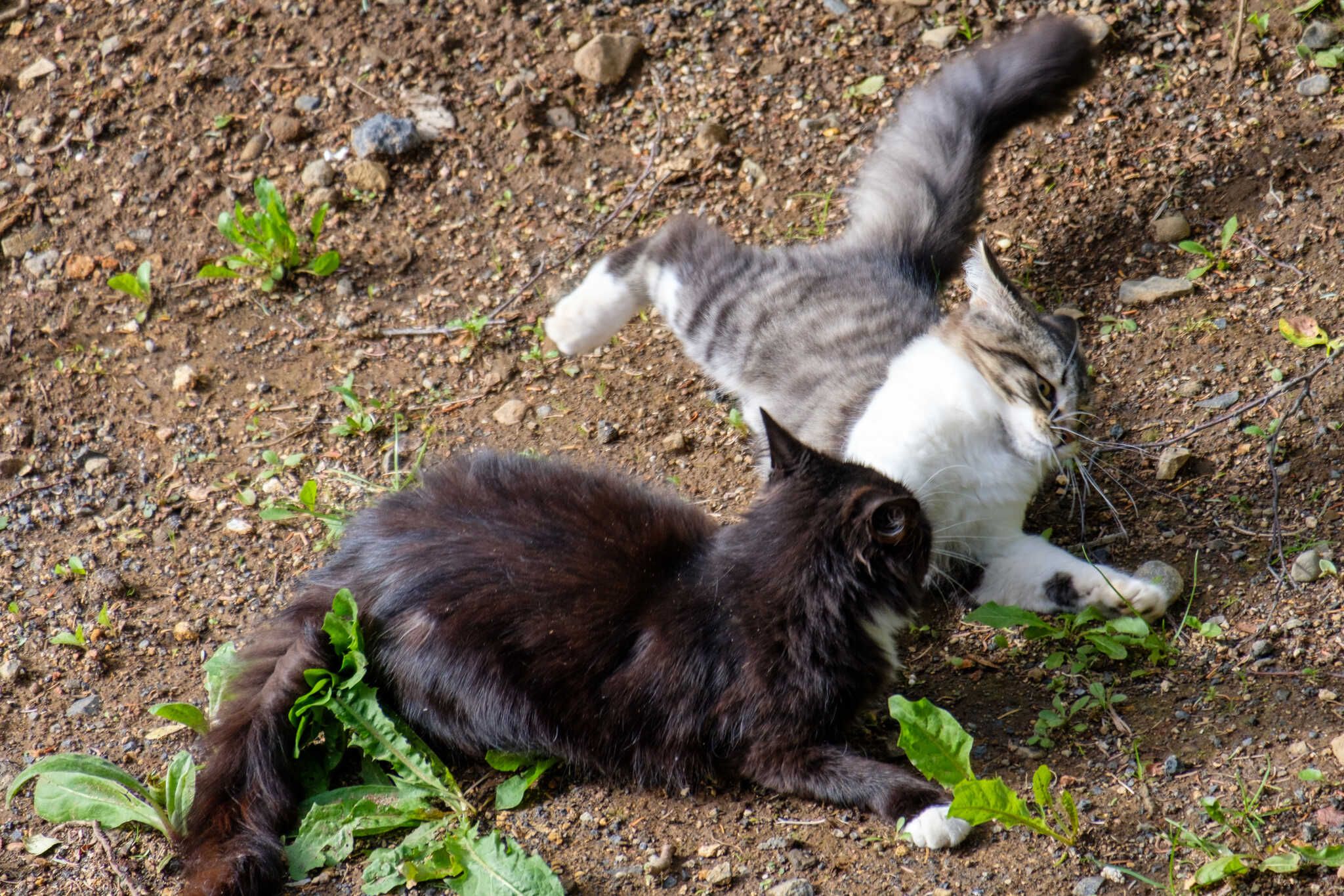 Loðmundur play fights with mama cat, Lukka, a black and white cat