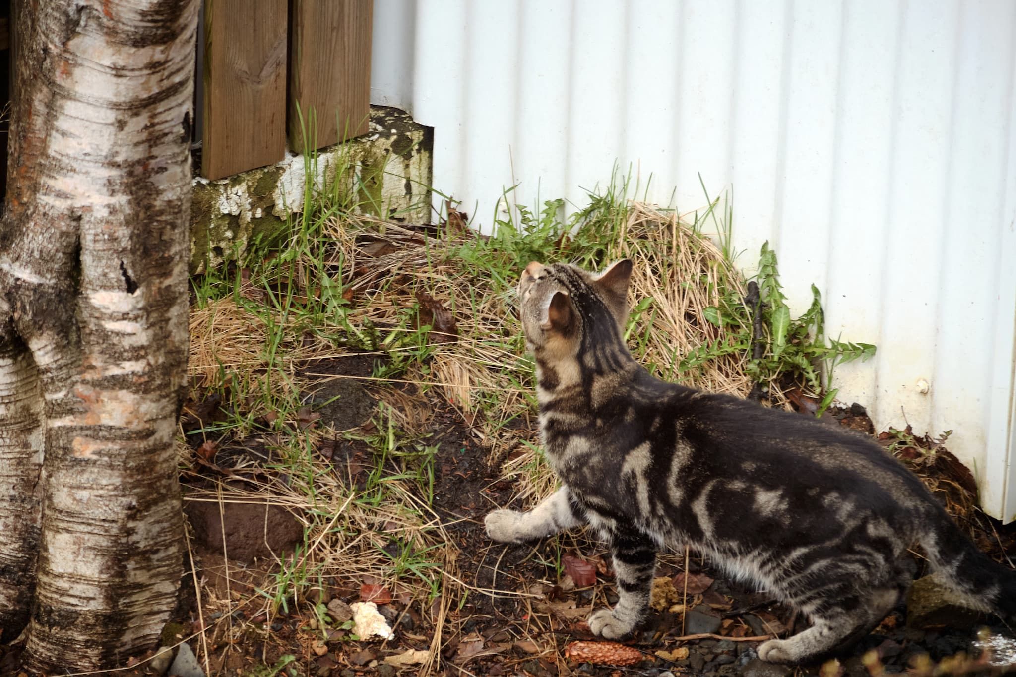 This cat kind of knows they're sneaking into hostile territory. You can tell by the way they inspect their surroundings as they walk towards the fence