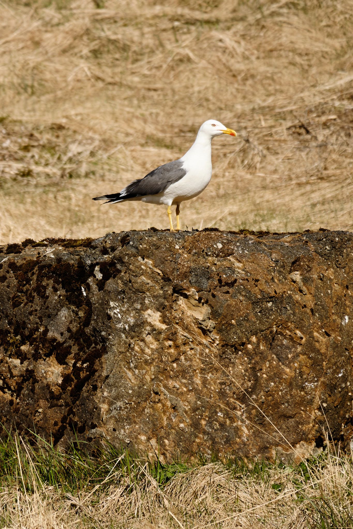 A gull is watching the photographer,