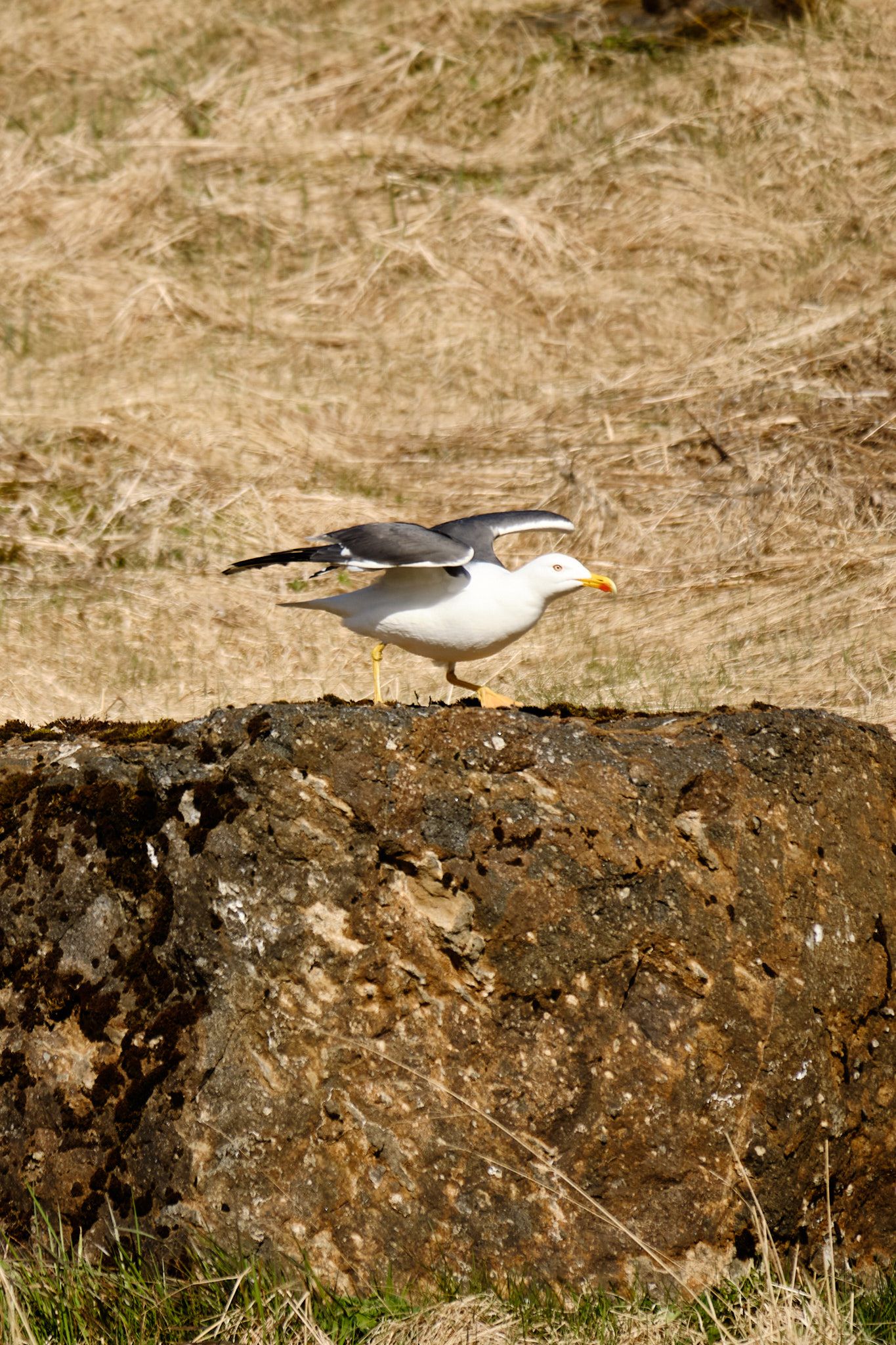 And the same gull on a rock, wings spread