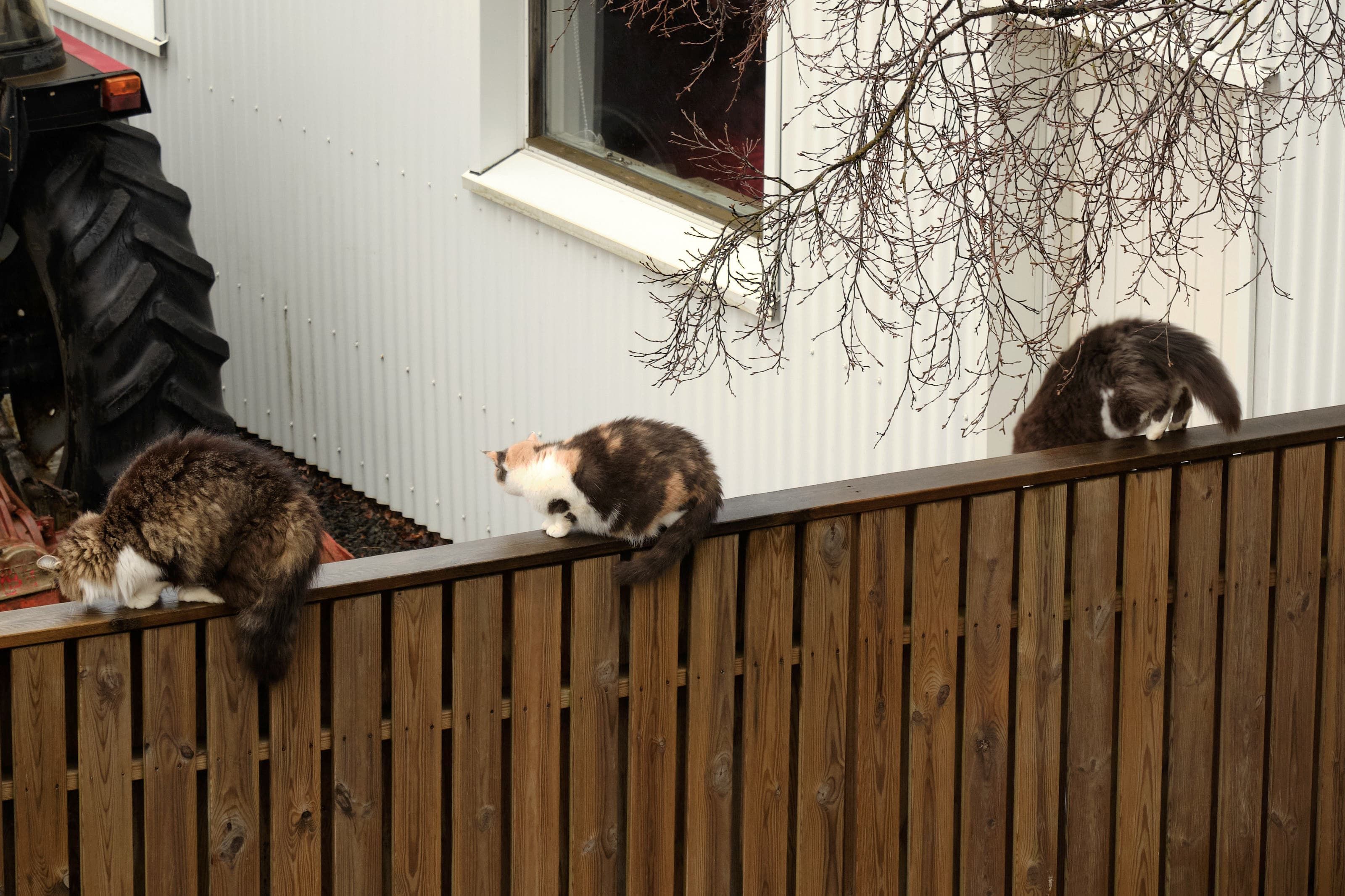 The three siblings are now on the fence, looking in the direction where the new cat wisely fled.
