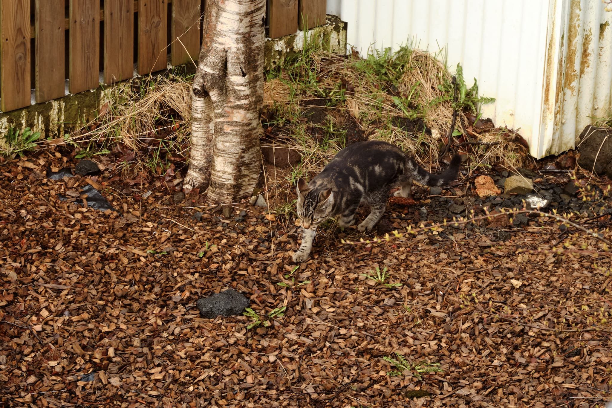 Now completely in 'sneak' mode the cat walks further along the bottom of the fence