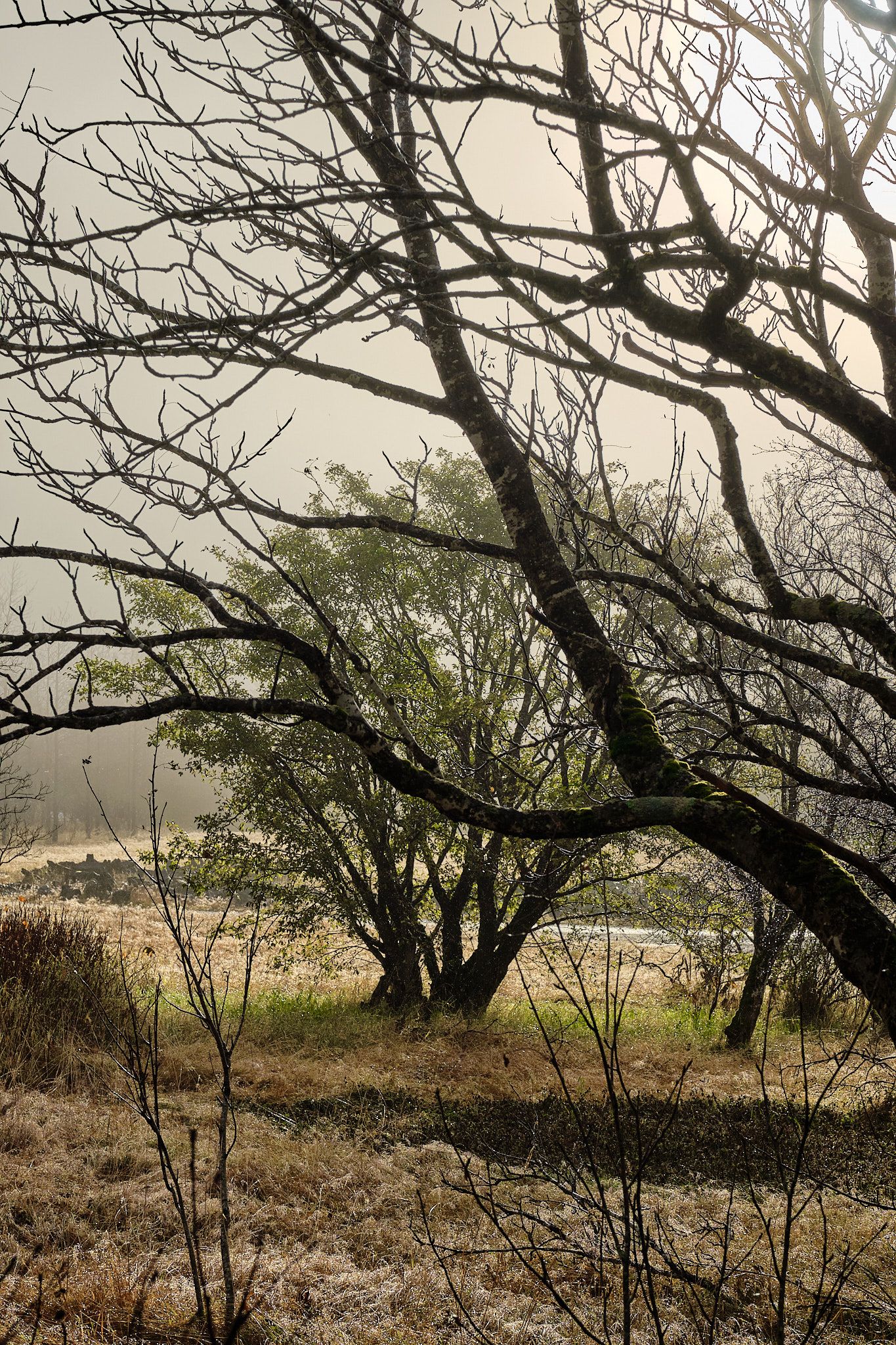The sun is behind a tree, lighting up the mist