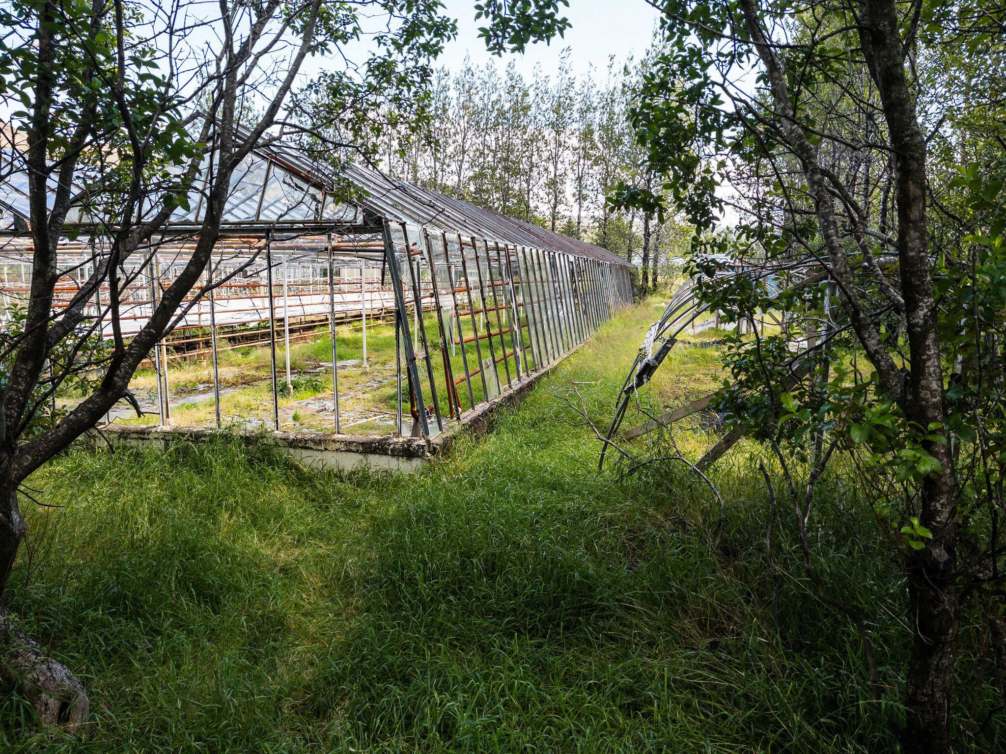 An old, unused, and overgrown commercial greenhouse.