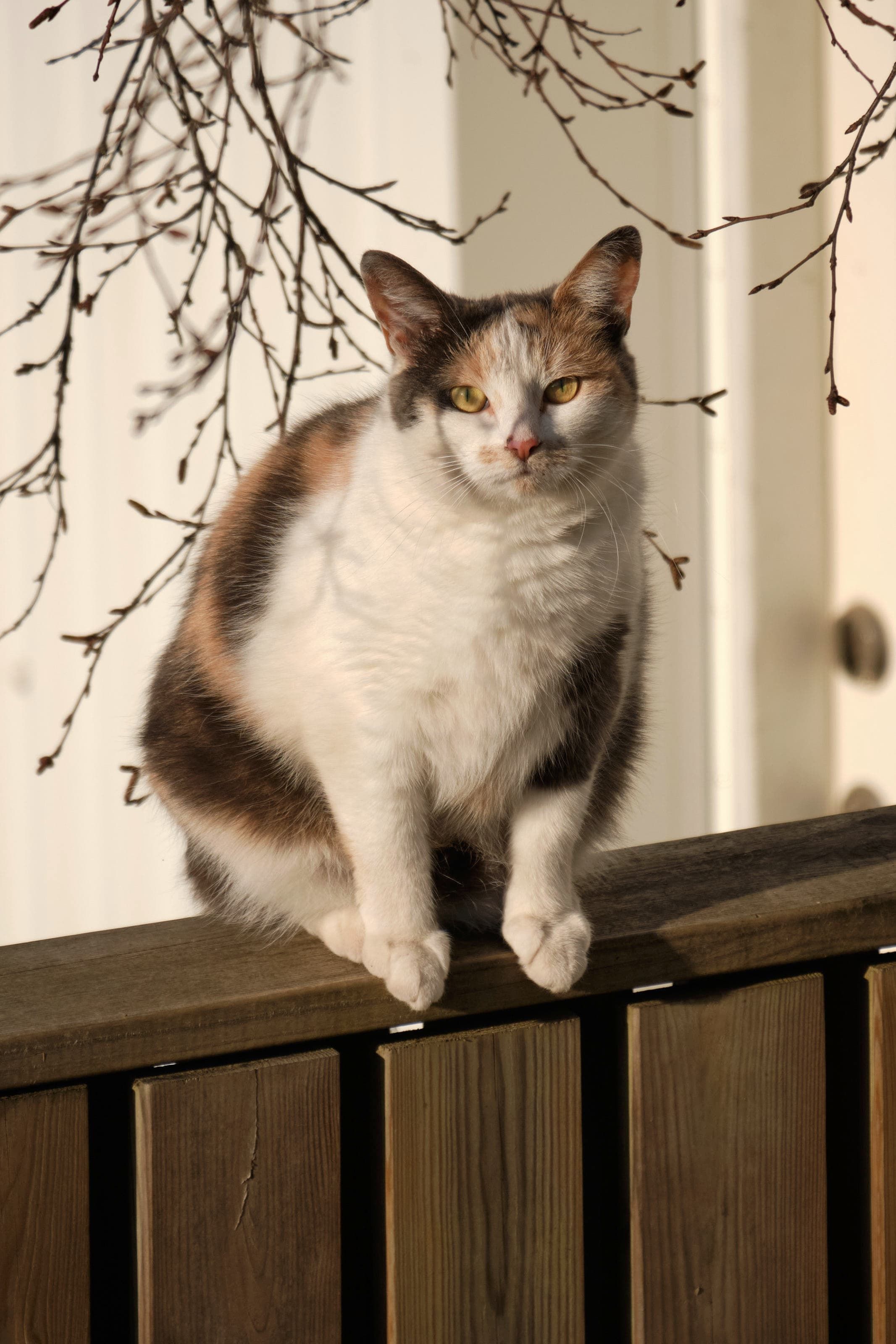 Skotta, a calico-patterned cat, looking very relaxed and lazy.