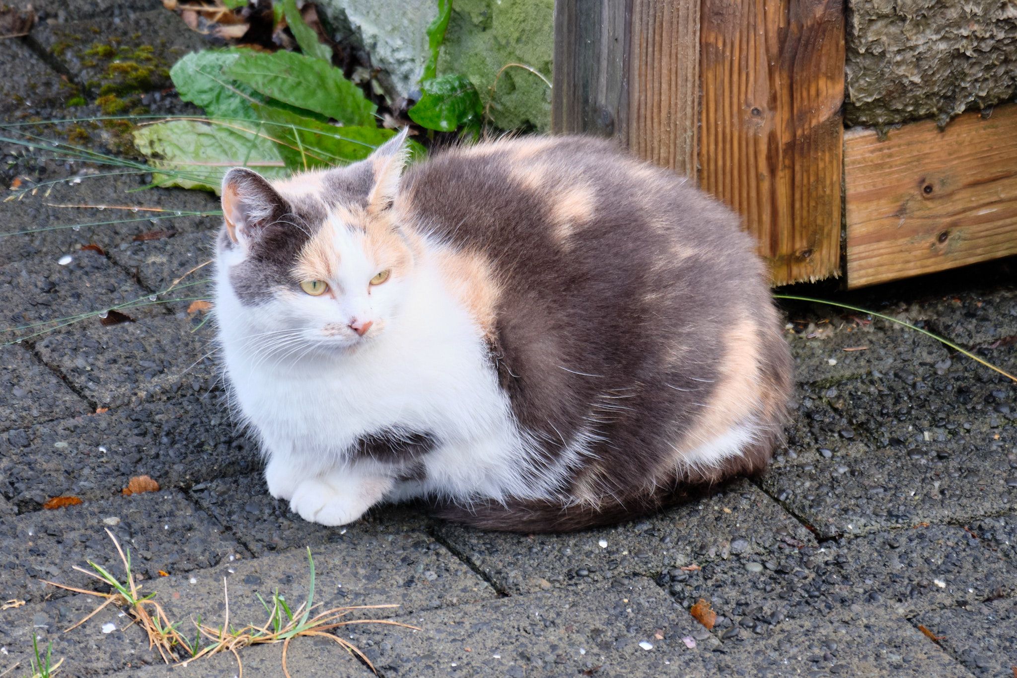 Grása, a grey and white long-haired cat, sits in front of a stack of insulation