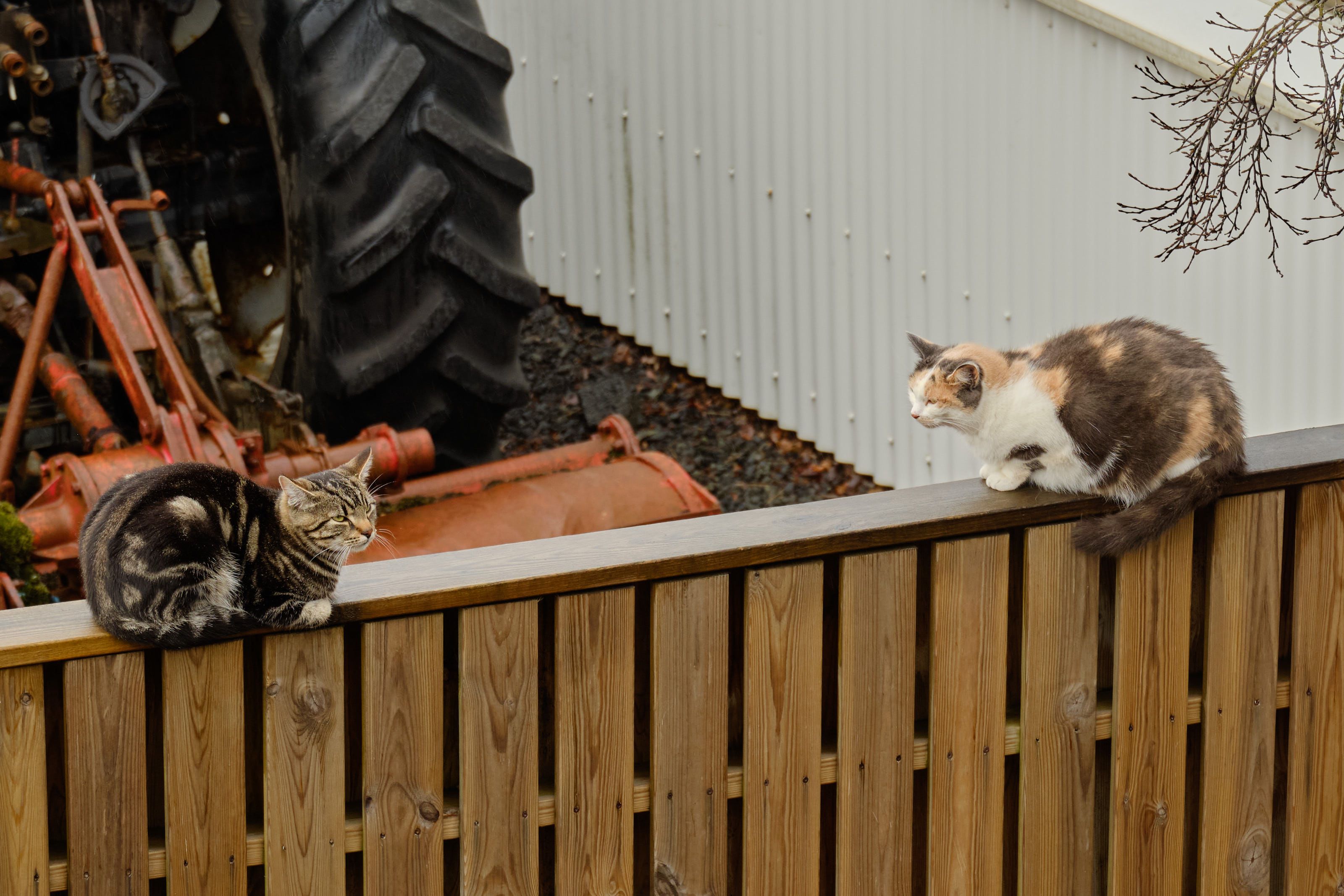The new cat and Skotta, one of the locals, are facing each other on the fence but going through the friendly motions that cats do
