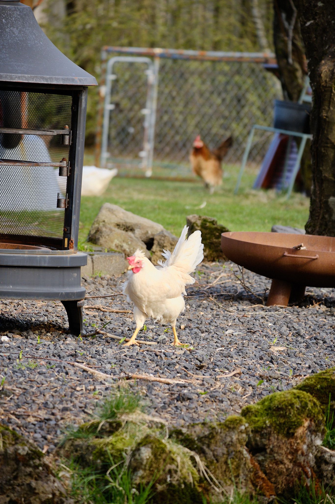 This hen has spotted something in the gravel.