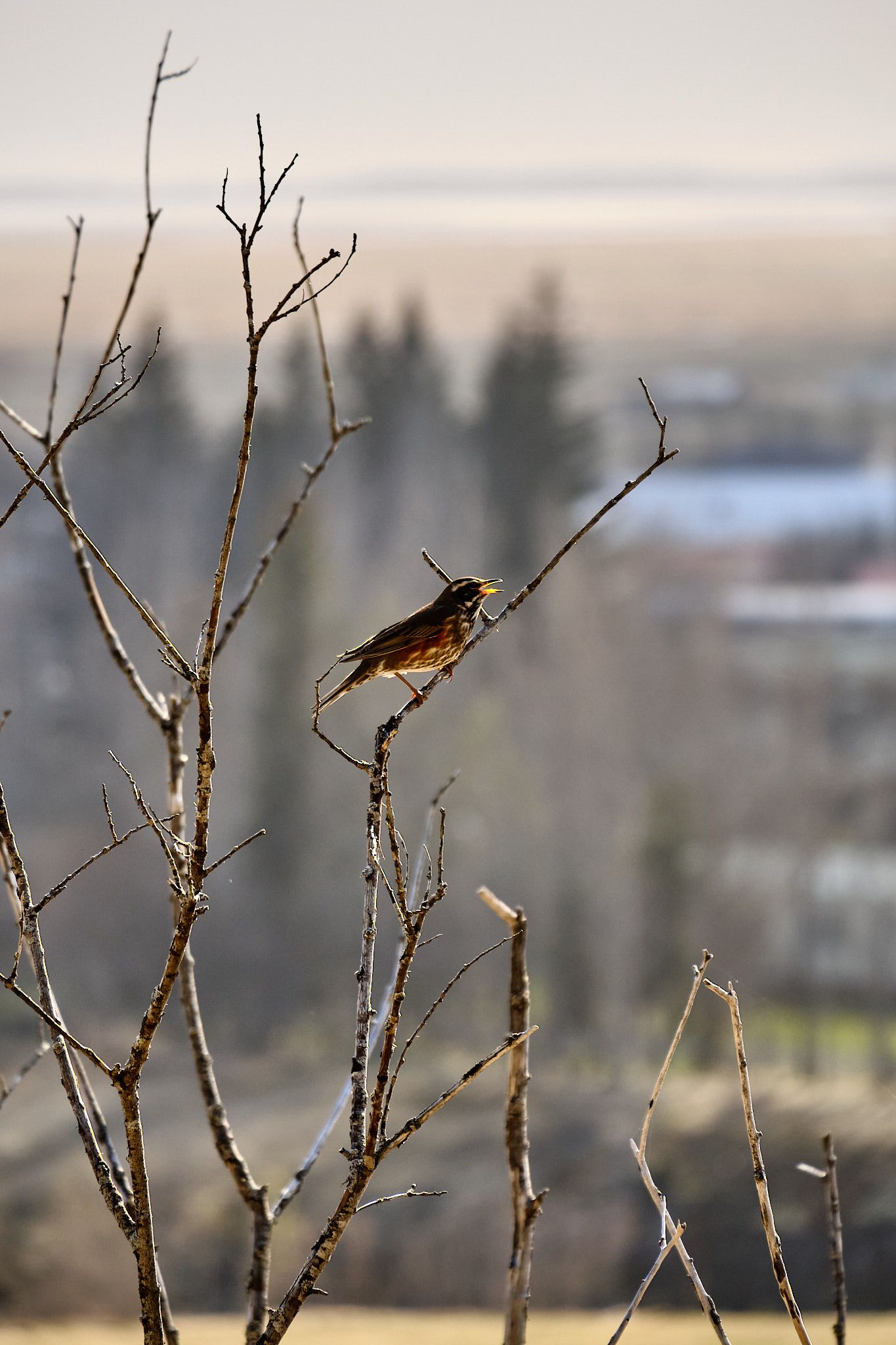 A redwing, which is a kind of thrush I think, perched on a branch and singing loudly