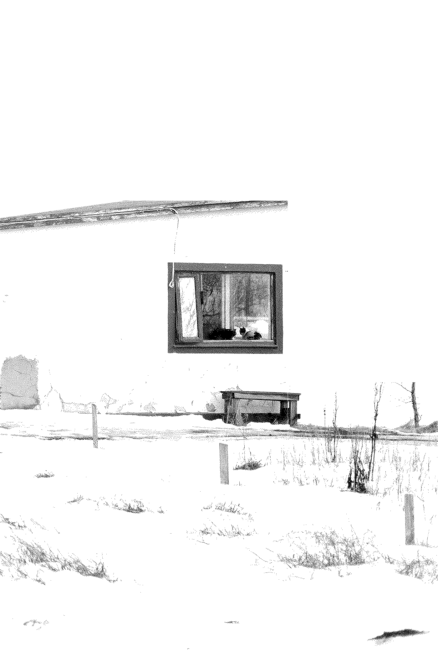 A high key, heavily dithered image of a small house covered with corrugated iron. In the window there are two cats loafing.