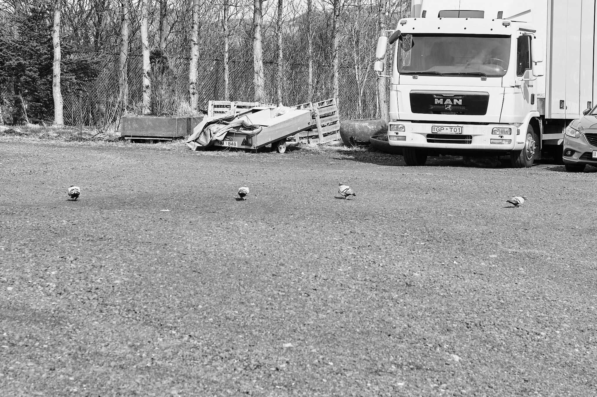 Four pigeons looking through gravel for something.