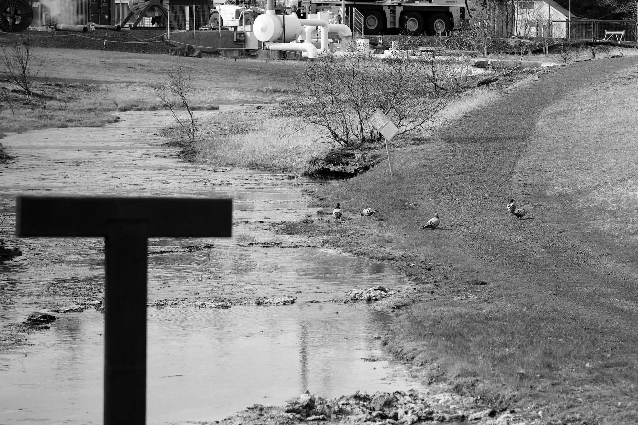 Five pigeons hanging out on a path next to a geothermal stream.