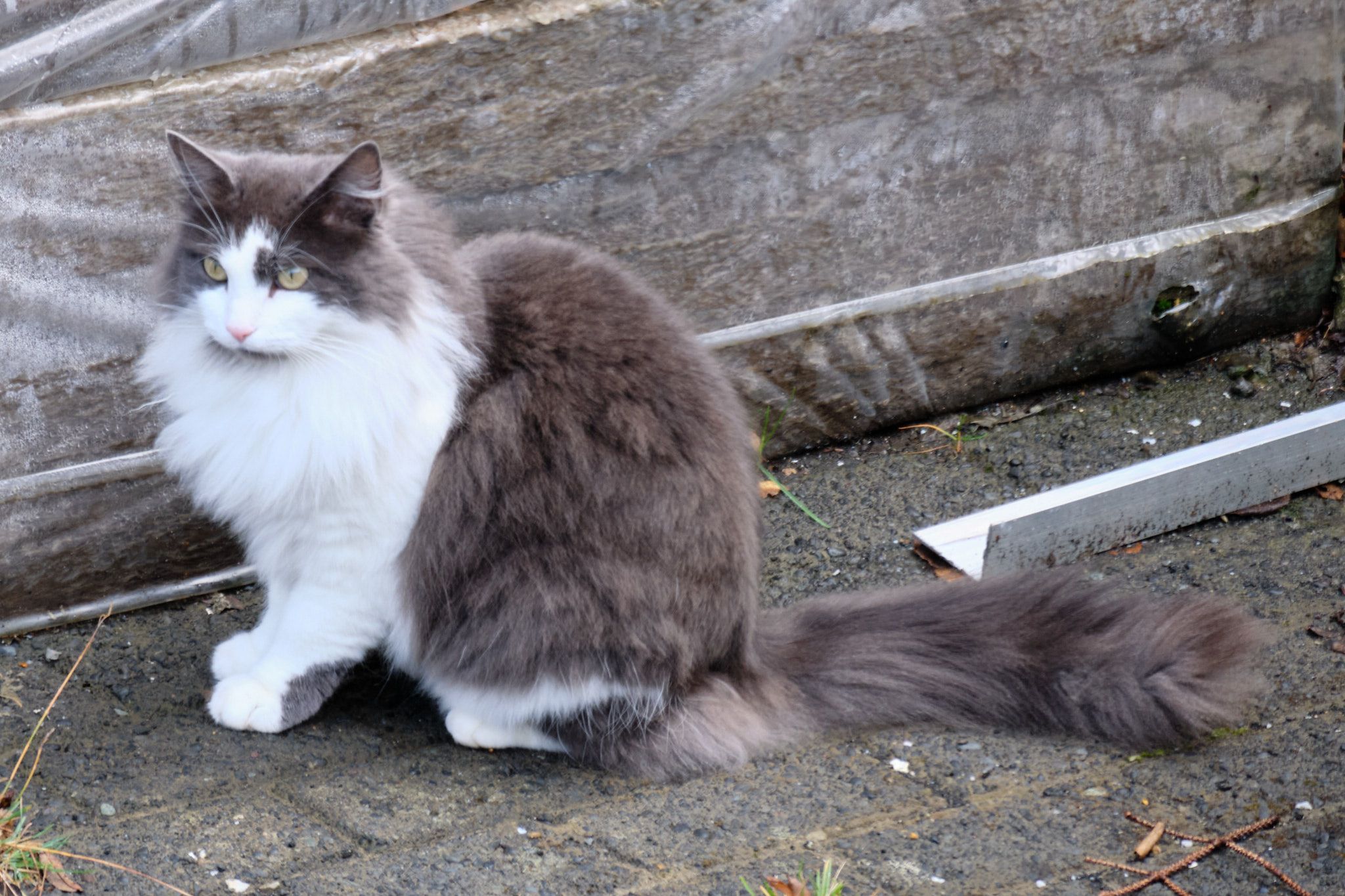 Skotta, a calico cat, loafs on a pavement