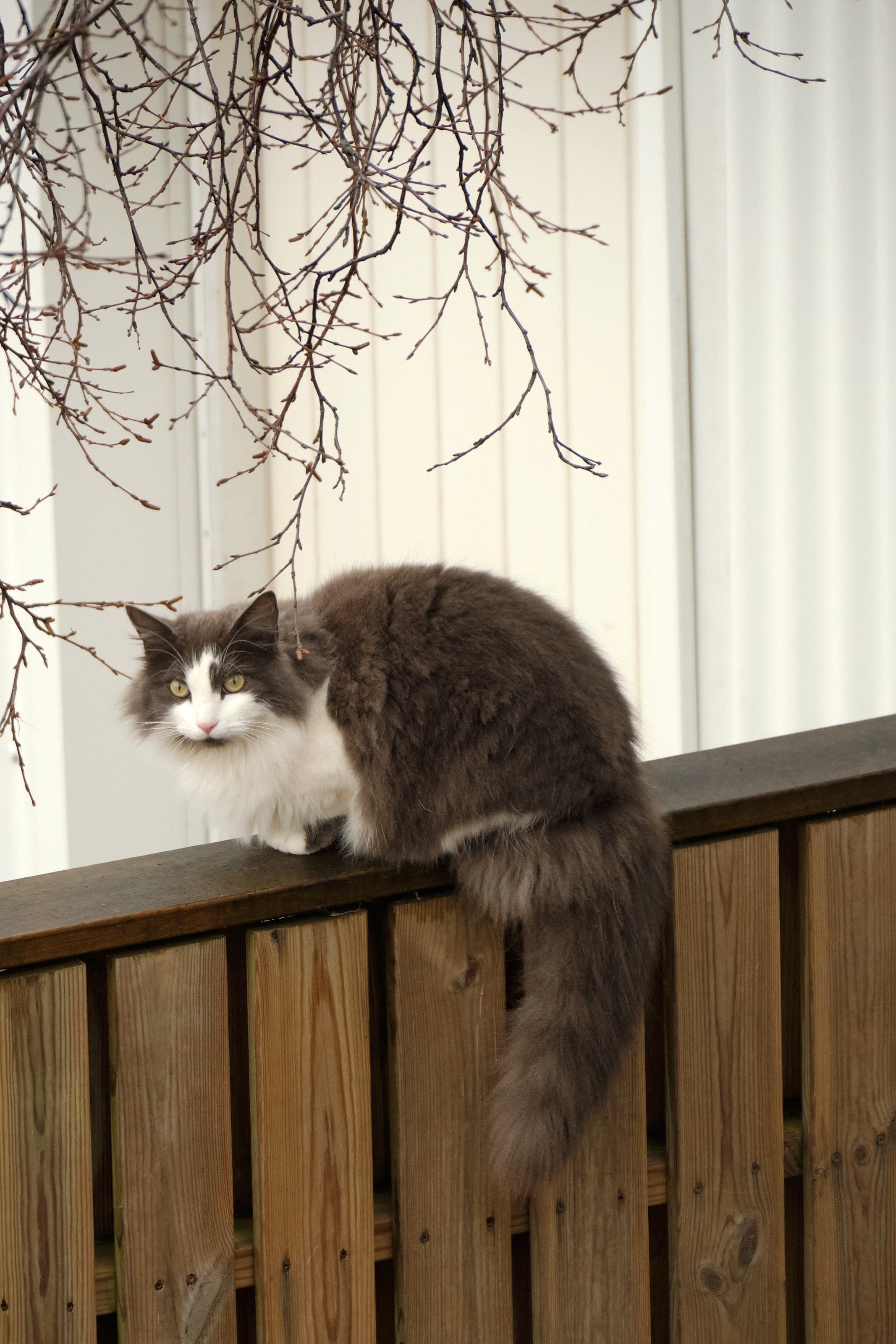 Grása, a grey and white cat, sitting on the fence.