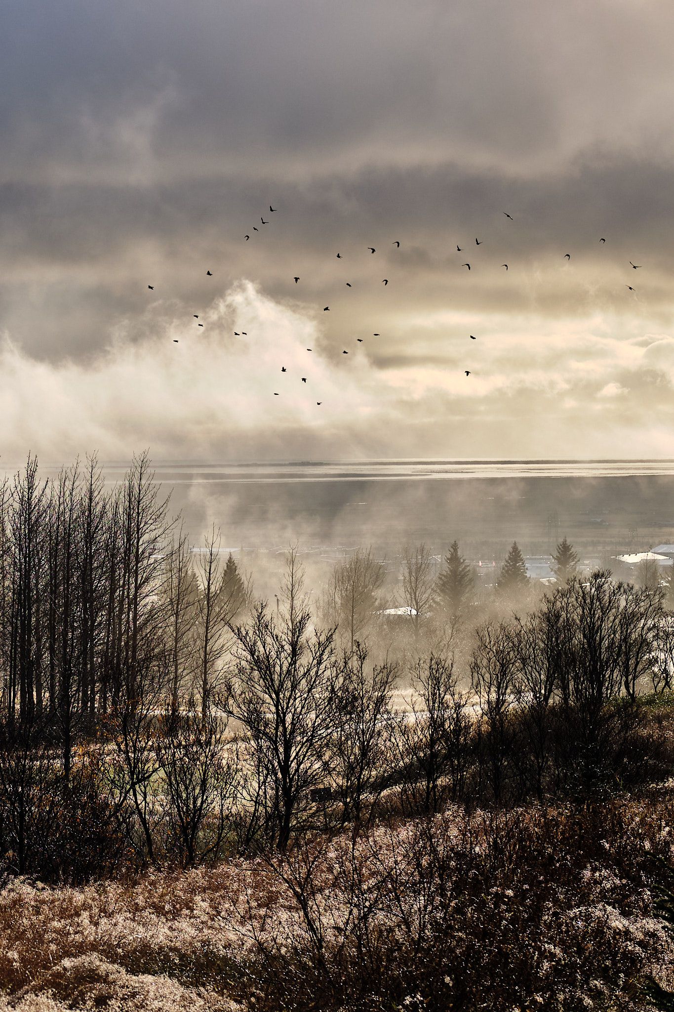 A flock of starlings flies over a steamy landscape