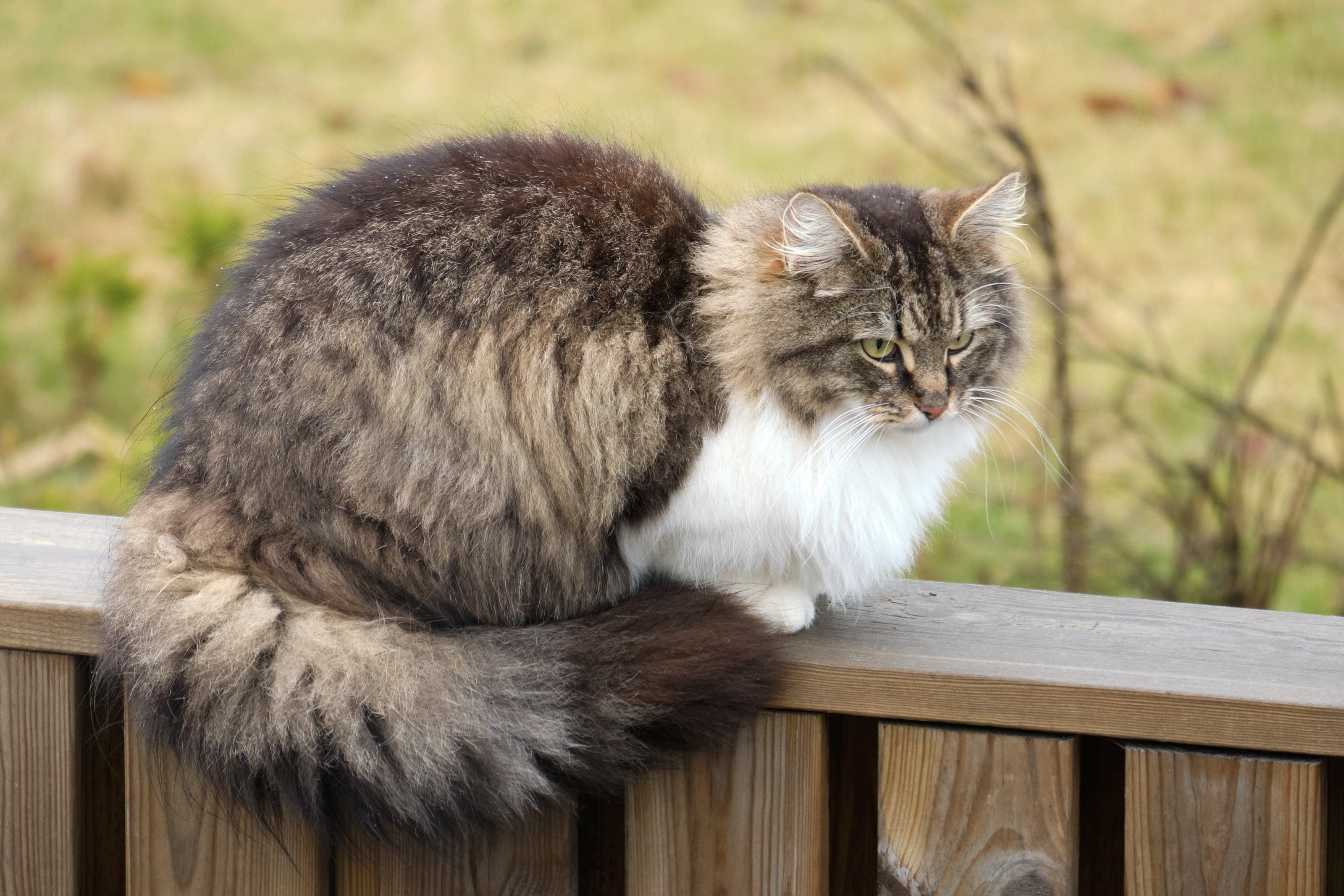 Loðmundur, a striped and white cat, also sitting on the fence.