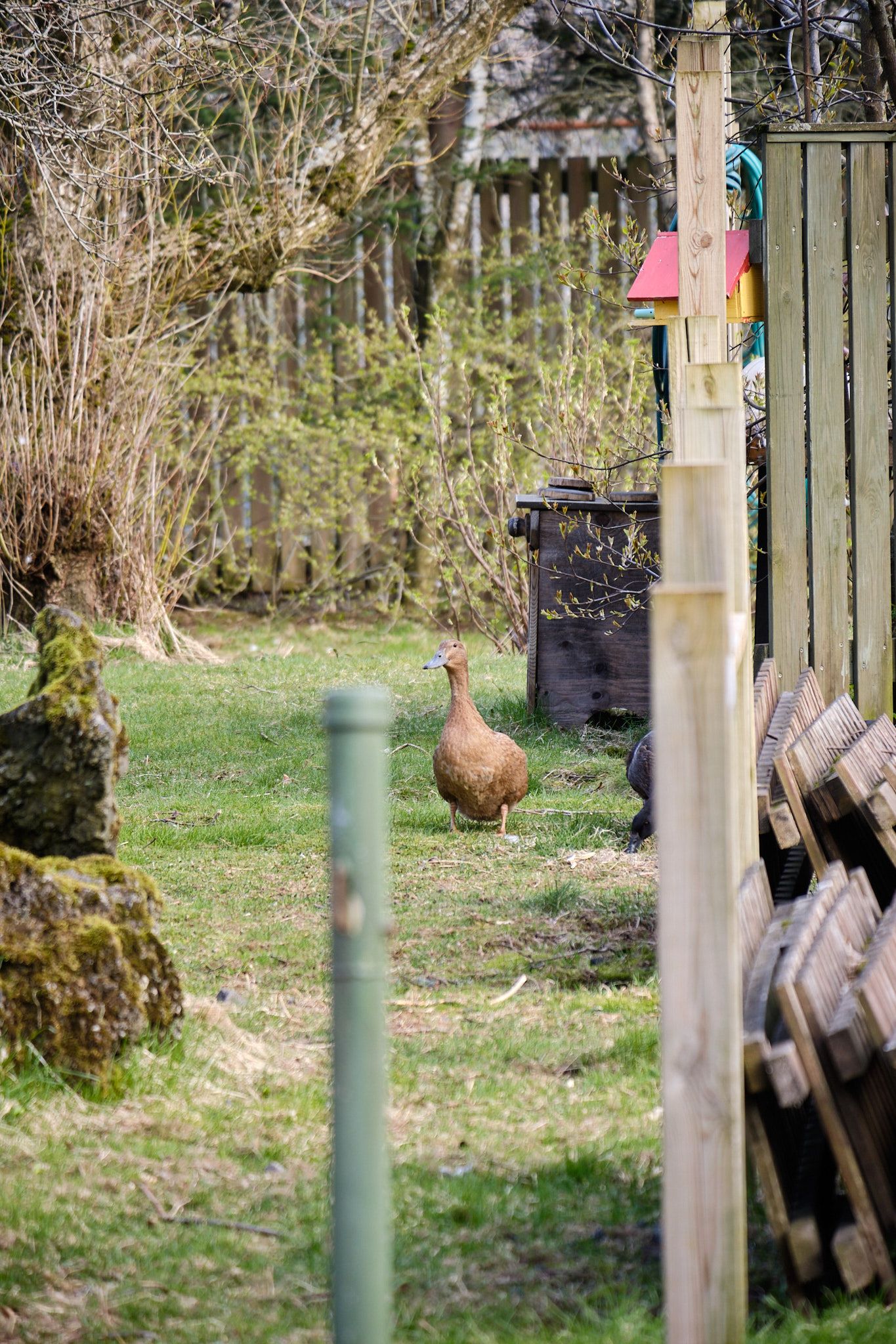This duck returned to check on things